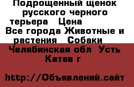 Подрощенный щенок русского черного терьера › Цена ­ 35 000 - Все города Животные и растения » Собаки   . Челябинская обл.,Усть-Катав г.